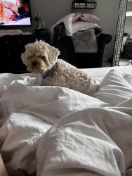 Reunited Male Dog last seen Near redriver trail, San Antonio, TX 78259