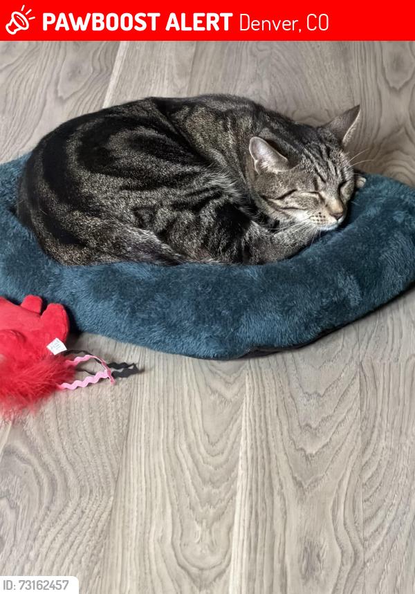 Lost Female Cat last seen By silverman park, Denver, CO 80239