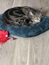Lost Female Cat last seen By silverman park, Denver, CO 80239