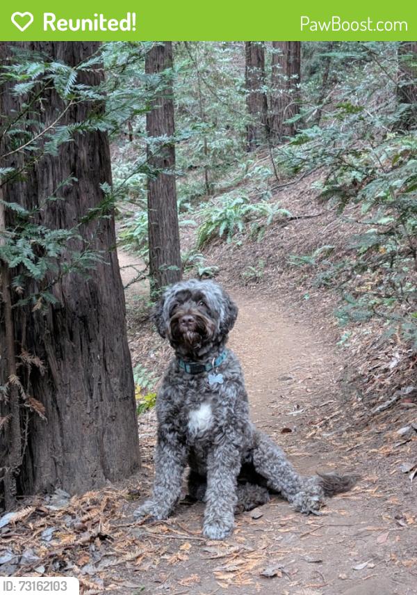 Reunited Female Dog last seen Sebald Ave - Just south of Northrop Grumman, Redondo Beach, CA 90278