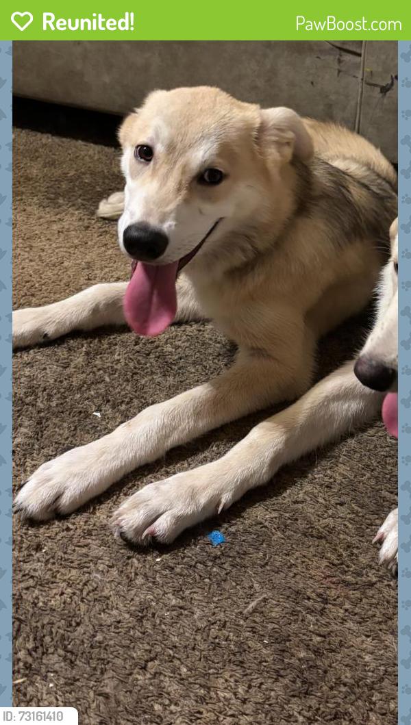 Reunited Male Dog last seen Perla rd and strawberry, Pasadena, TX 77502