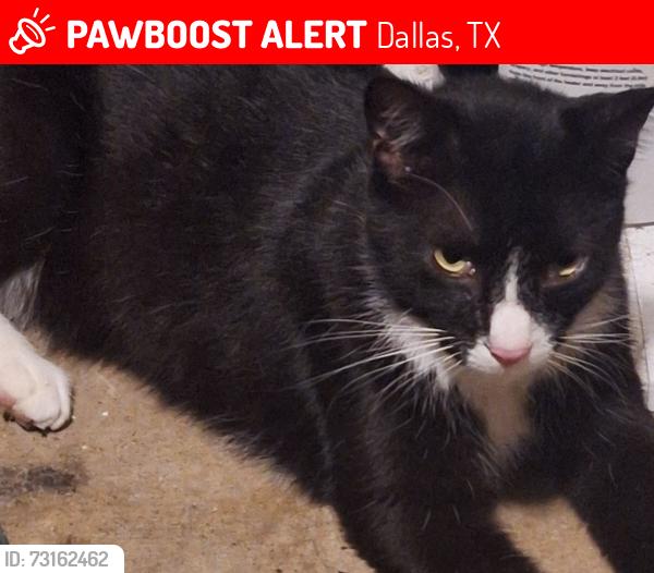 Lost Male Cat last seen Ferndale, Dallas, TX 75238