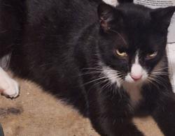 Lost Male Cat last seen Ferndale, Dallas, TX 75238