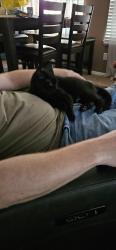 Lost Female Cat last seen 16th east, North Logan, UT 84341