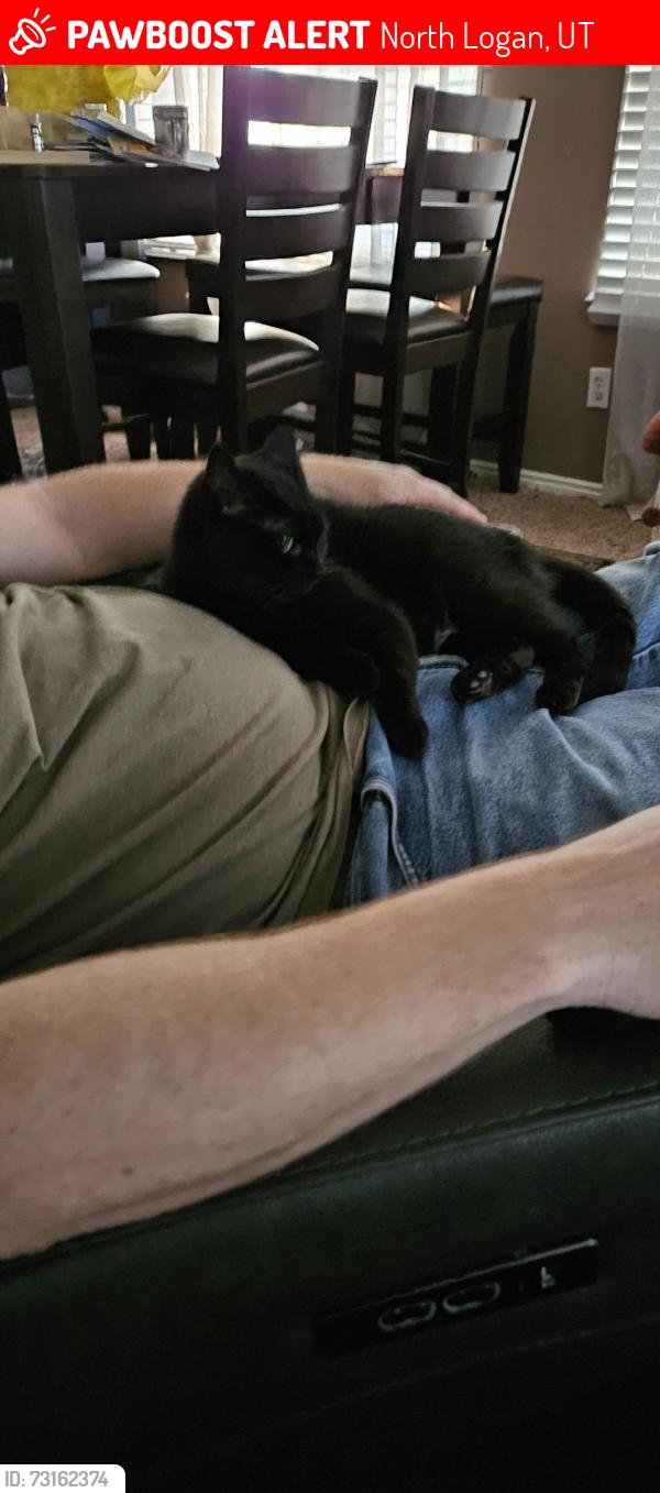 Lost Female Cat last seen 16th east, North Logan, UT 84341