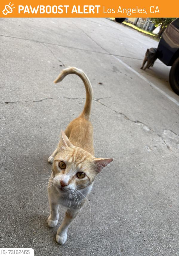 Found/Stray Male Cat last seen Annandale elementary school, highland park, Los Angeles, CA 90042