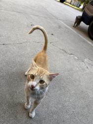 Found/Stray Male Cat last seen Annandale elementary school, highland park, Los Angeles, CA 90042