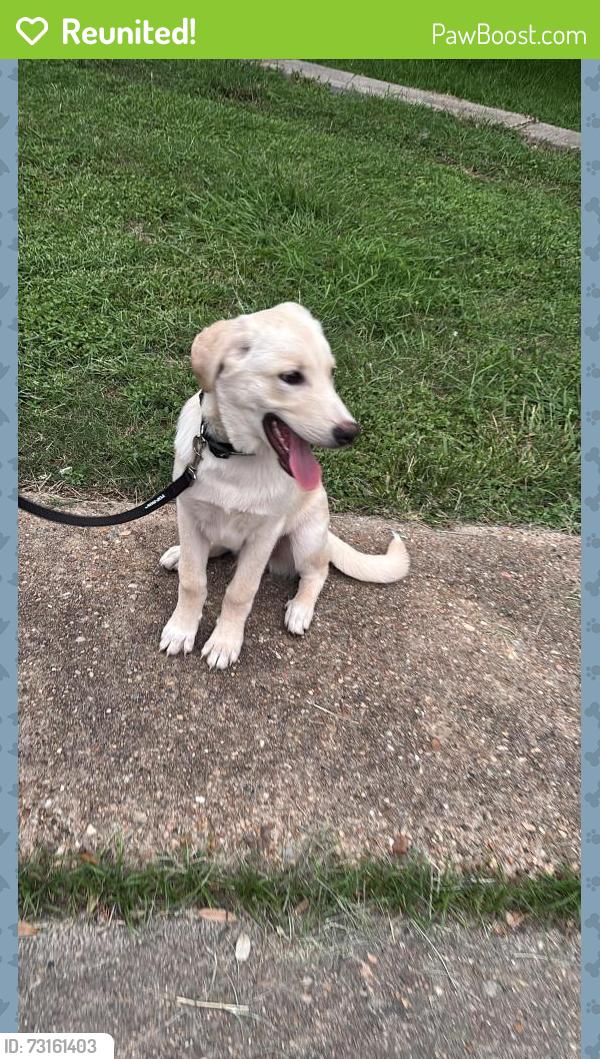Reunited Male Dog last seen Perla road and strawberry, Pasadena, TX 77502