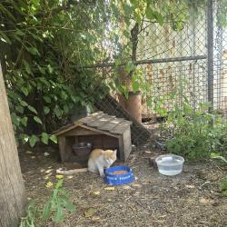 Found/Stray Unknown Cat last seen 78th Ave, Bridgeview, IL 60455