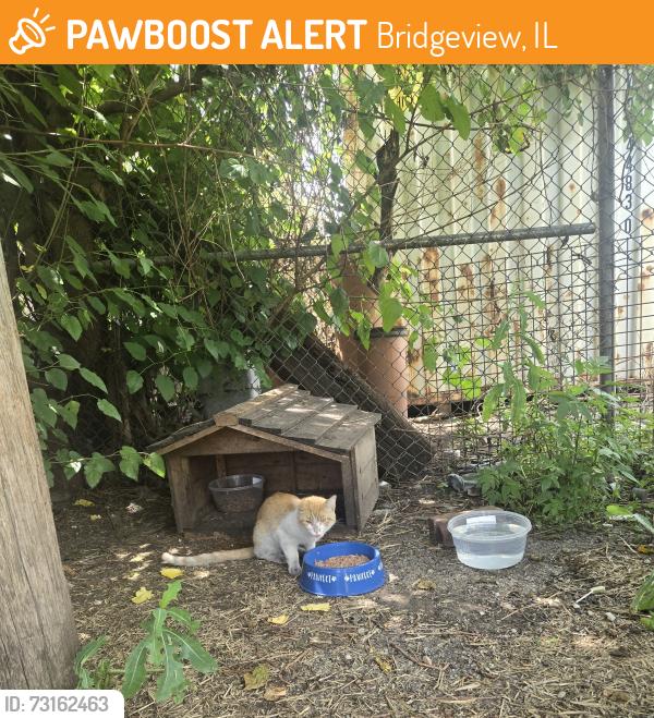 Found/Stray Unknown Cat last seen 78th Ave, Bridgeview, IL 60455