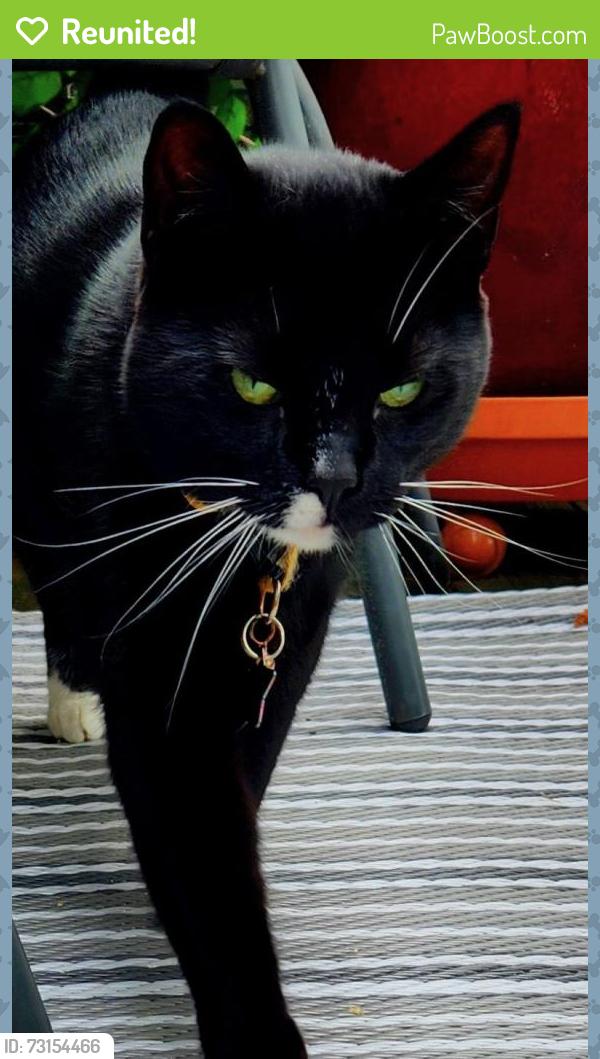 Reunited Female Cat last seen Summit street apmts, West Orange, NJ 07052