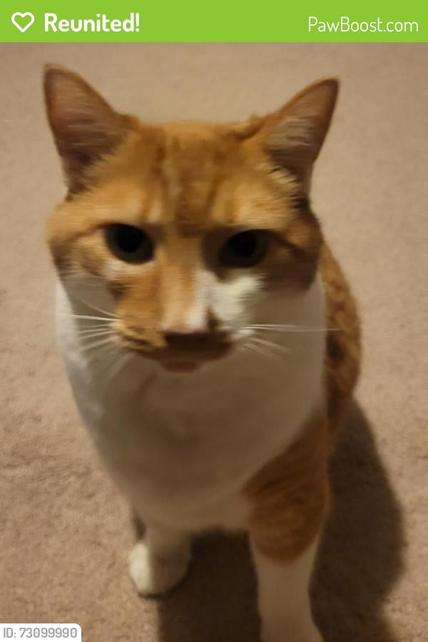 Reunited Male Cat last seen Costco, Vancouver, WA 98663