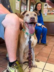 Found/Stray Female Dog last seen Hwy 40, Hickory, NC 28602