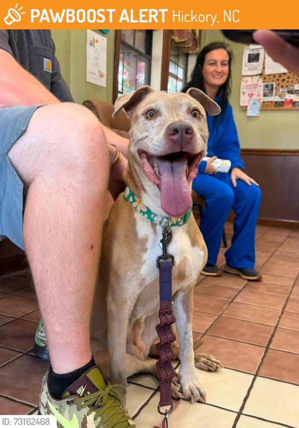 Found/Stray Female Dog last seen Hwy 40, Hickory, NC 28602