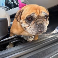 Shelter Stray Female Dog last seen , 1500 Idalia Rd NE, Bernalillo, NM 87004, USA