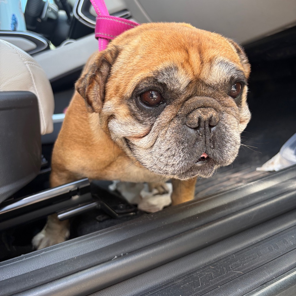 Shelter Stray Female Dog last seen , 1500 Idalia Rd NE, Bernalillo, NM 87004, USA