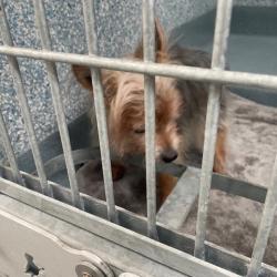 Shelter Stray Male Dog last seen , 12910 Yukon Ave, Hawthorne, CA 90250, USA