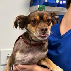 Shelter Stray Male Dog last seen , 328 Furman Hall Rd, Greenville, SC 29609, USA