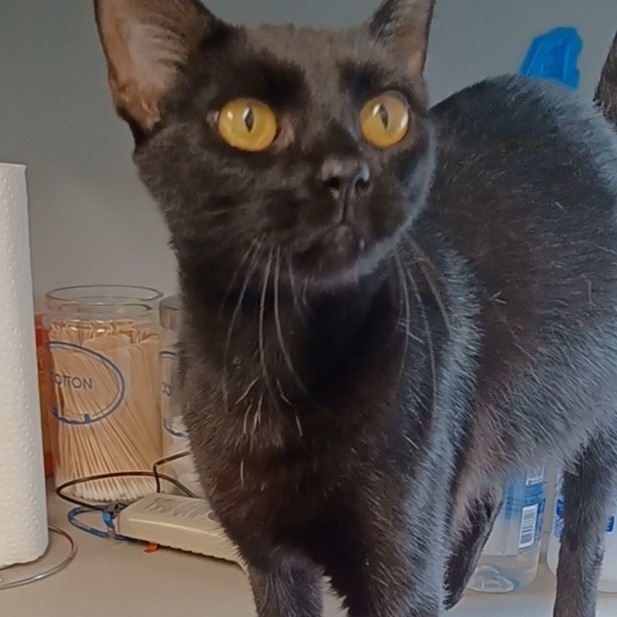Shelter Stray Female Cat last seen , 1013 Garfield St, Oak Park, IL 60304, USA
