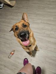Found/Stray Male Dog last seen Sapphire Grove, San Antonio, TX 78263