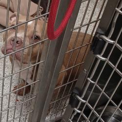 Shelter Stray Female Dog last seen , 1013 Garfield St, Oak Park, IL 60304, USA