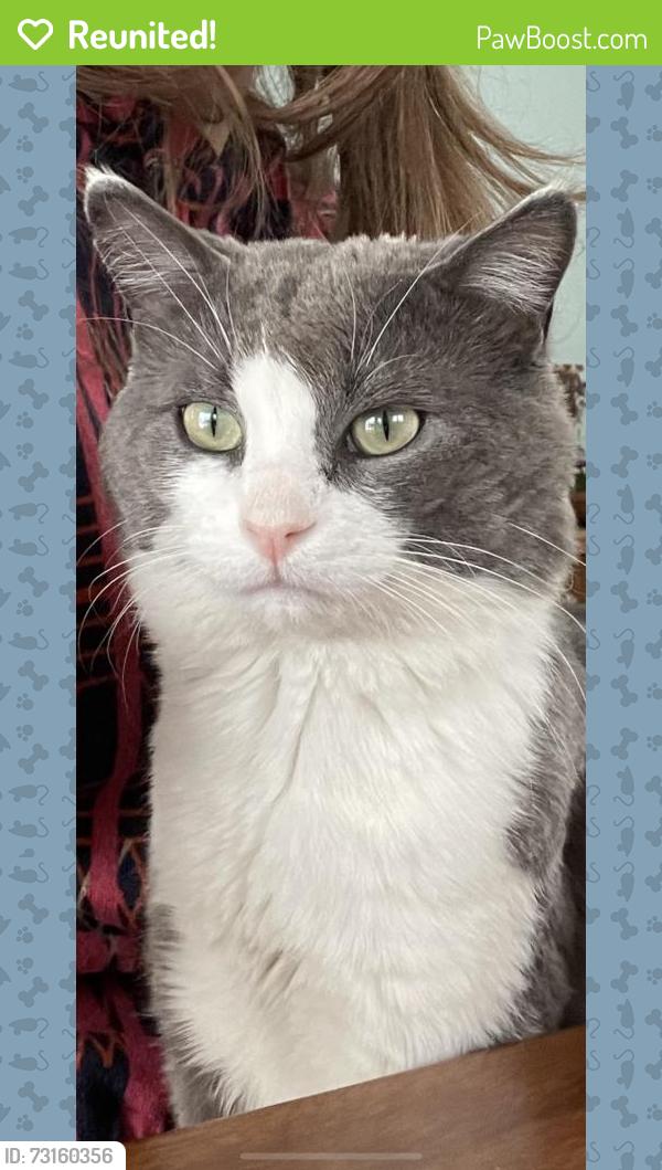 Reunited Male Cat last seen 3rd St N, Niverville, MB, Canada, Niverville, MB 
