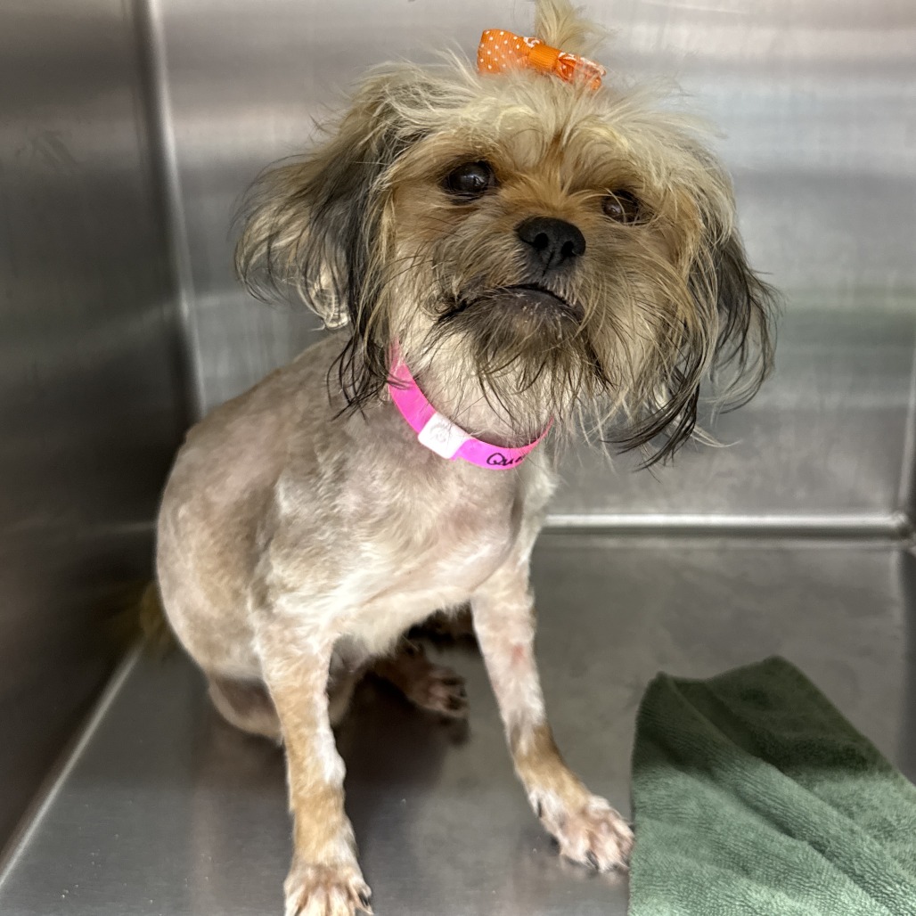 Shelter Stray Female Dog last seen , 1901 N 31st Ave, Hattiesburg, MS 39401, USA