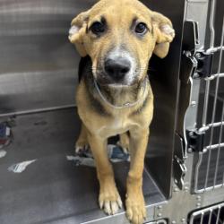 Shelter Stray Male Dog last seen , 1901 N 31st Ave, Hattiesburg, MS 39401, USA