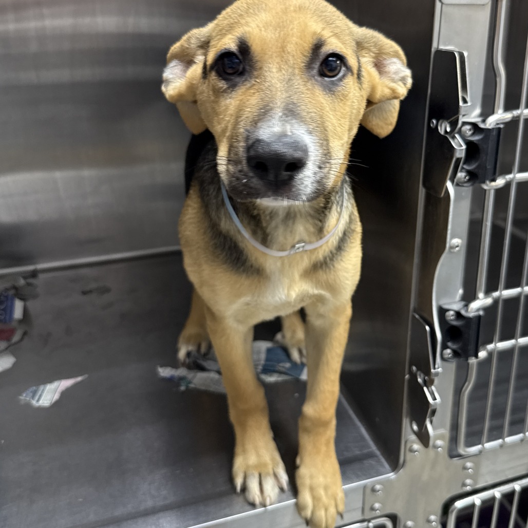 Shelter Stray Male Dog last seen , 1901 N 31st Ave, Hattiesburg, MS 39401, USA