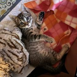 Shelter Stray Male Cat last seen , 361 S Raymond Ave, Pasadena, CA 91105, USA
