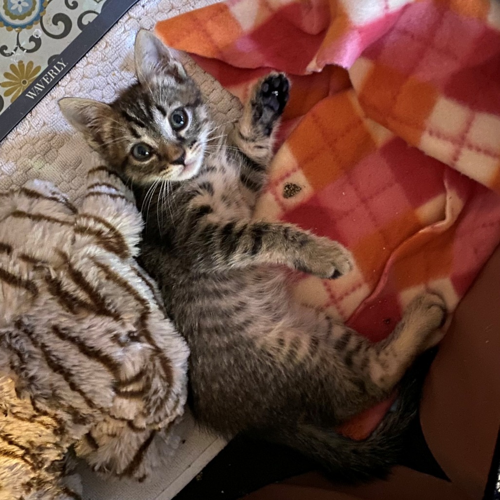 Shelter Stray Male Cat last seen , 361 S Raymond Ave, Pasadena, CA 91105, USA