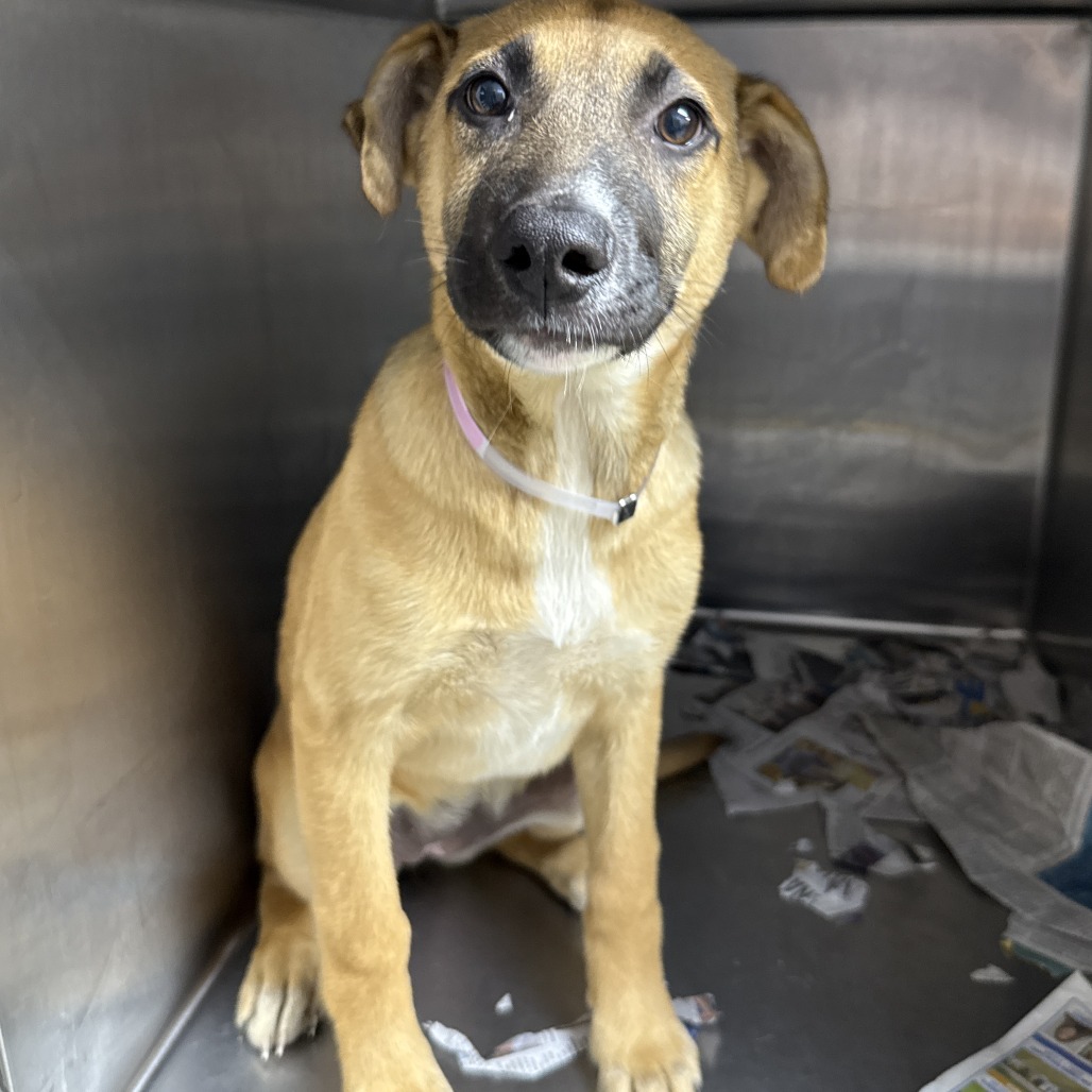 Shelter Stray Female Dog last seen , 1901 N 31st Ave, Hattiesburg, MS 39401, USA