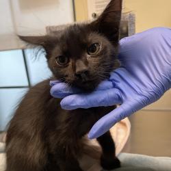 Shelter Stray Male Cat last seen , 361 S Raymond Ave, Pasadena, CA 91105, USA