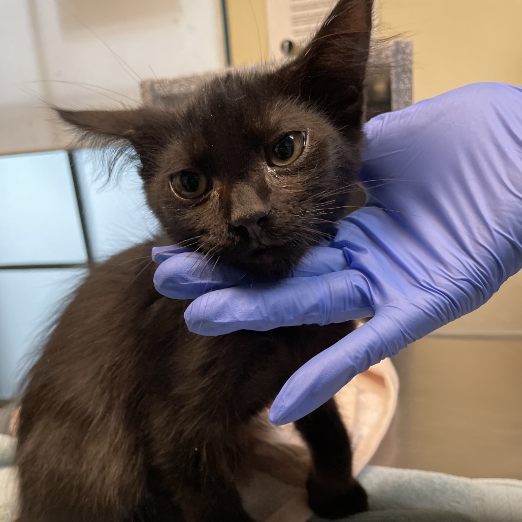Shelter Stray Male Cat last seen , 361 S Raymond Ave, Pasadena, CA 91105, USA