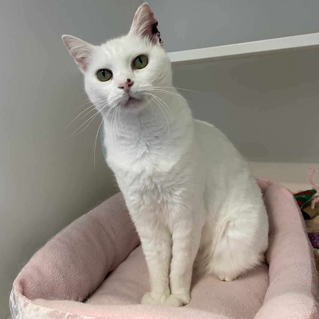 Shelter Stray Female Cat last seen , 980 Guilford College Rd, Greensboro, NC 27409, USA
