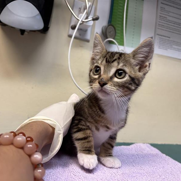 Shelter Stray Male Cat last seen , 361 S Raymond Ave, Pasadena, CA 91105, USA
