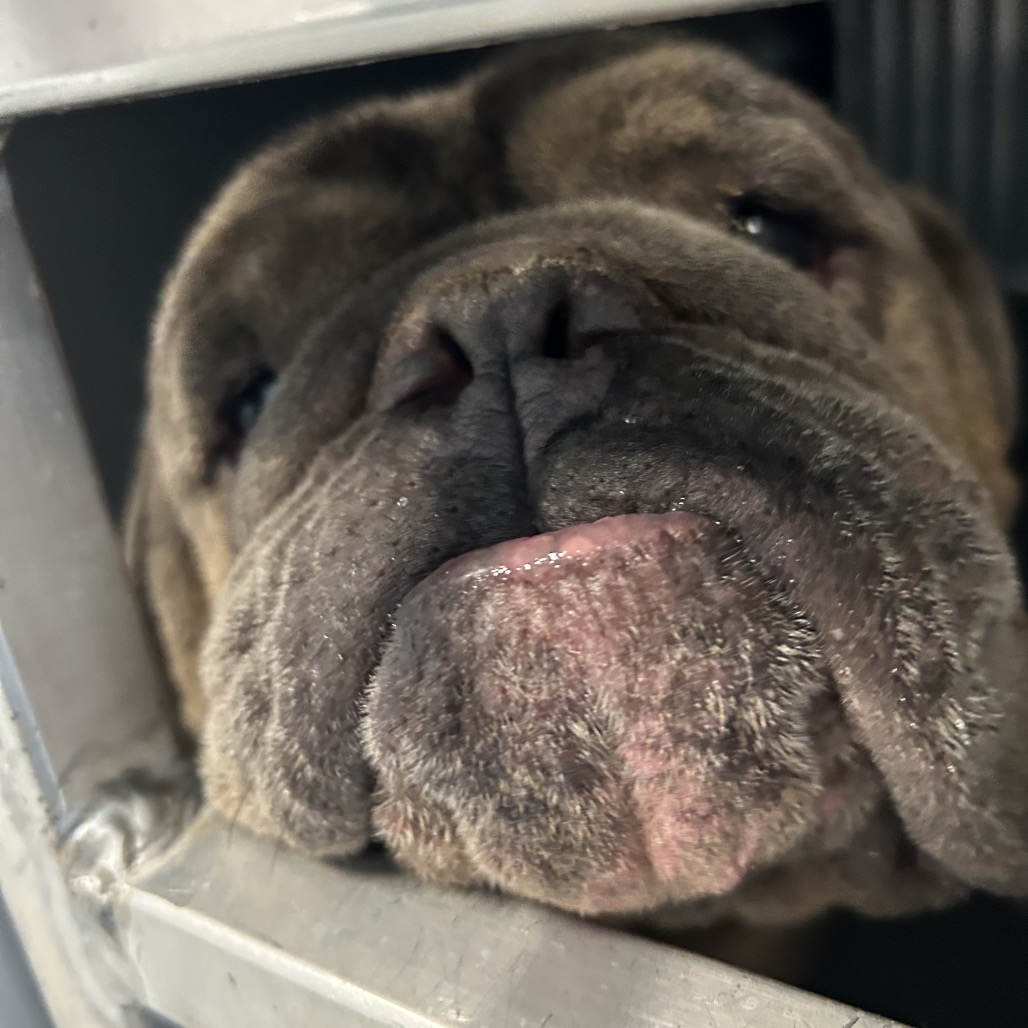 Shelter Stray Male Dog last seen , 980 Guilford College Rd, Greensboro, NC 27409, USA
