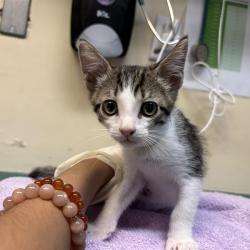 Shelter Stray Male Cat last seen , 361 S Raymond Ave, Pasadena, CA 91105, USA