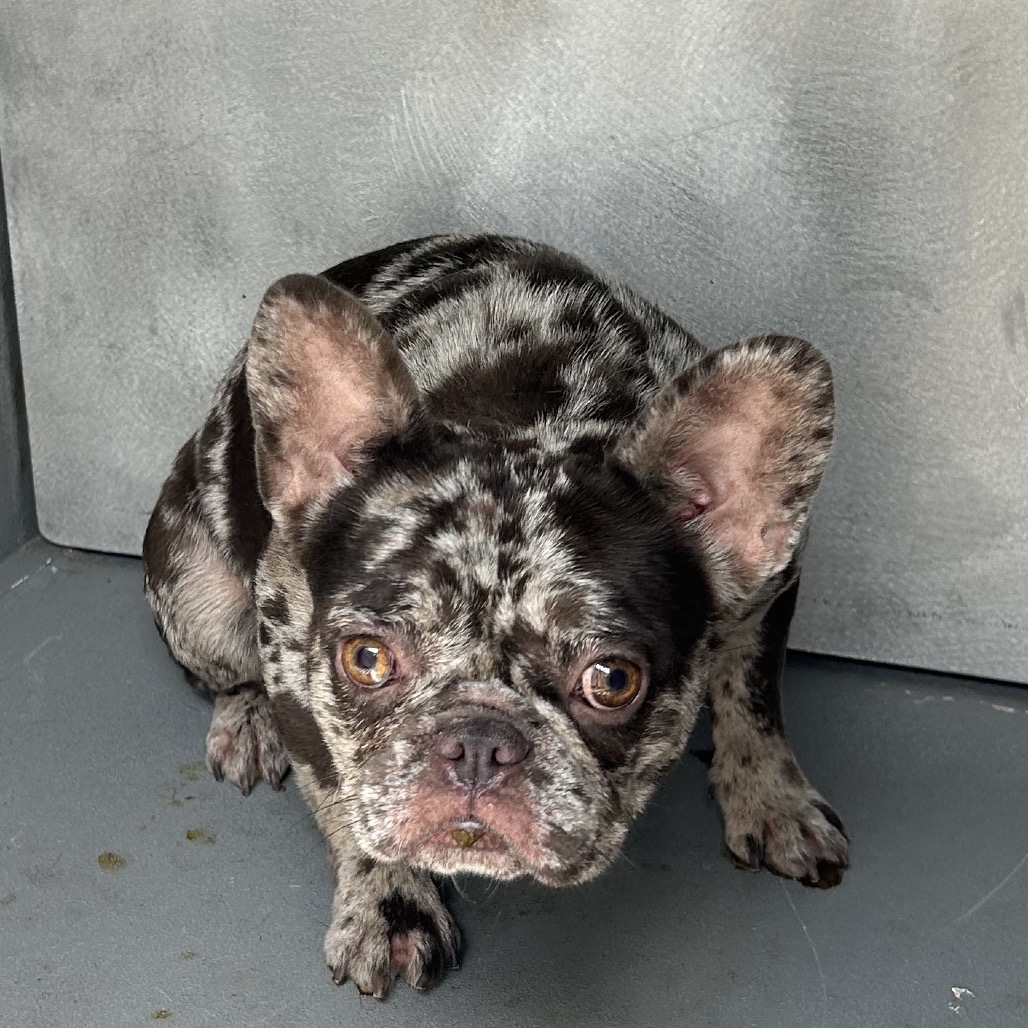 Shelter Stray Female Dog last seen , 980 Guilford College Rd, Greensboro, NC 27409, USA