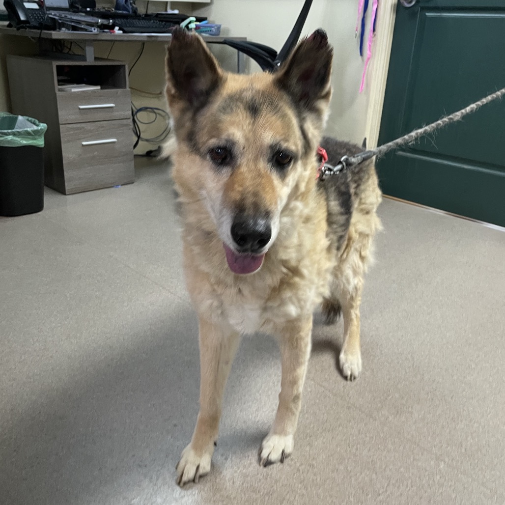 Shelter Stray Female Dog last seen , 361 S Raymond Ave, Pasadena, CA 91105, USA