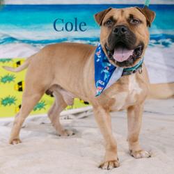 Shelter Stray Male Dog last seen , Animal Care & Control Team of Philly, 111 W Hunting Park Ave, Philadelphia, PA 19140, USA