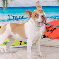 Shelter Stray Female Dog last seen , Animal Care & Control Team of Philly, 111 W Hunting Park Ave, Philadelphia, PA 19140, USA