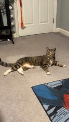 Lost Male Cat last seen Poinsettia drive, Simpsonville, SC 29681