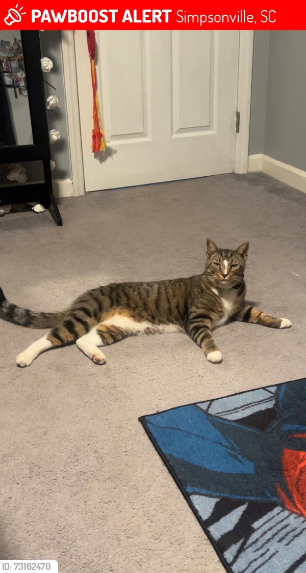 Lost Male Cat last seen Poinsettia drive, Simpsonville, SC 29681