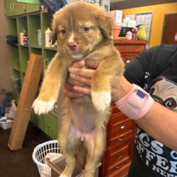Shelter Stray Female Dog last seen , 3428 S Jenkins Ave, Norman, OK 73072, USA