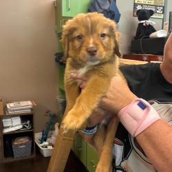 Shelter Stray Male Dog last seen , 3428 S Jenkins Ave, Norman, OK 73072, USA