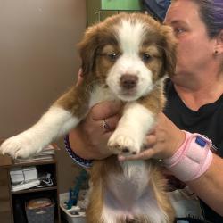 Shelter Stray Female Dog last seen , 3428 S Jenkins Ave, Norman, OK 73072, USA