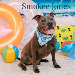 Shelter Stray Male Dog last seen , Animal Care & Control Team of Philly, 111 W Hunting Park Ave, Philadelphia, PA 19140, USA