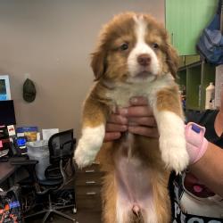 Shelter Stray Female Dog last seen , 3428 S Jenkins Ave, Norman, OK 73072, USA