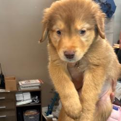 Shelter Stray Male Dog last seen , 3428 S Jenkins Ave, Norman, OK 73072, USA